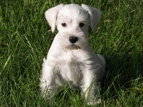 Schnauzer - Miniature dog