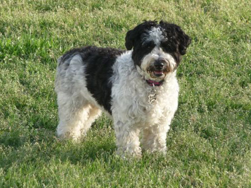 Schnoodle dog pictures