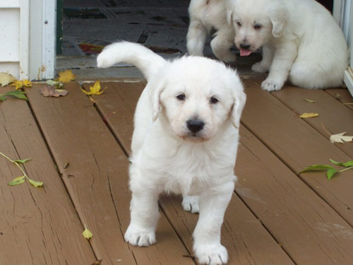 Shepadoodle dog pictures