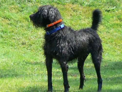 Shepadoodle dog pictures
