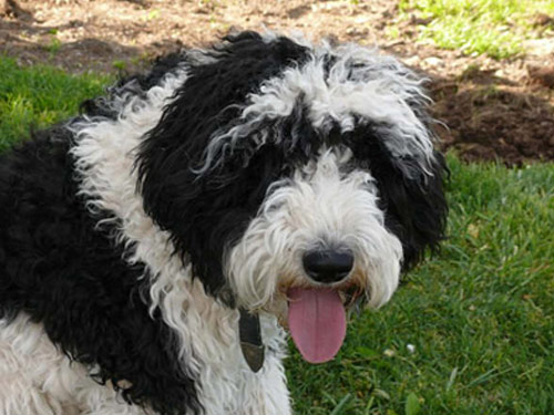 Shepadoodle dog pictures