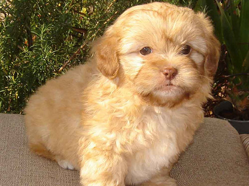 Shih-Poo - Shihpoo dog pictures