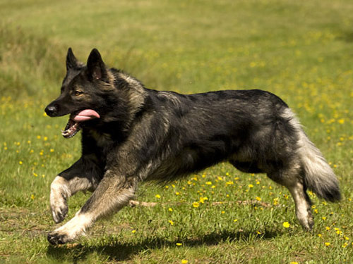Shiloh Shepherd dog pictures