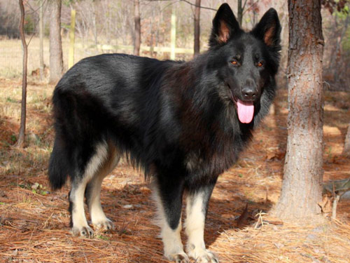 Shiloh Shepherd dog pictures