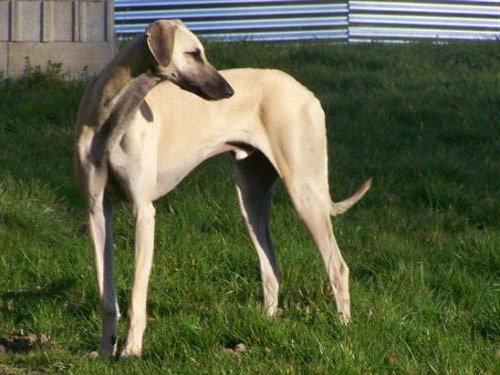 Sloughi dog