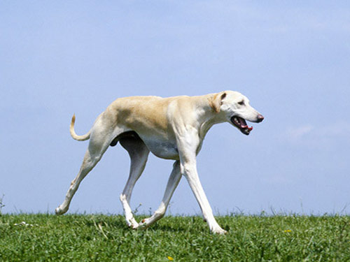 Sloughi dog