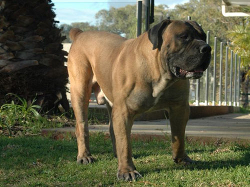 South African Boerboel dog pictures