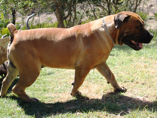 South African Boerboel dog pictures