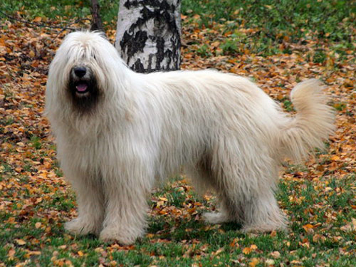 South Russian Ovcharka dog pictures
