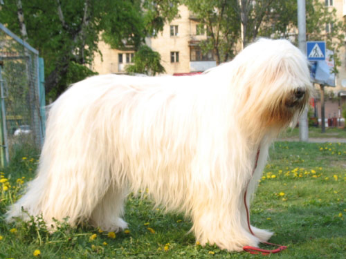 South Russian Ovcharka dog pictures