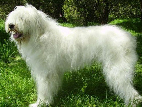 South Russian Ovcharka dog pictures