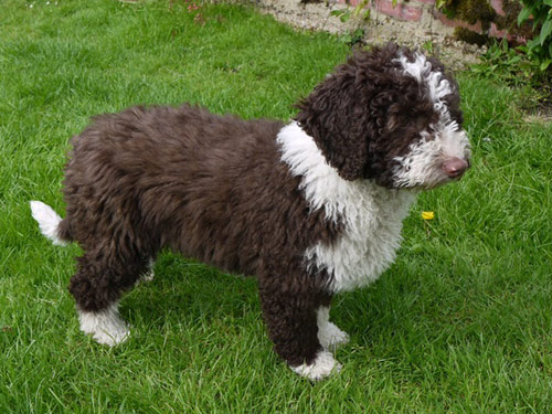 Spanish Water  dog pictures