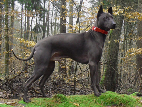 Thai Ridgeback dog pictures