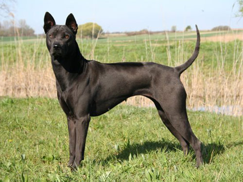 Thai Ridgeback dog pictures