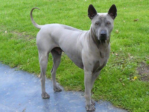 Thai Ridgeback dog pictures