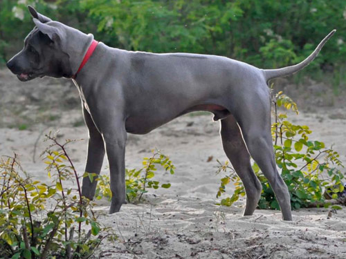 Thai Ridgeback dog pictures