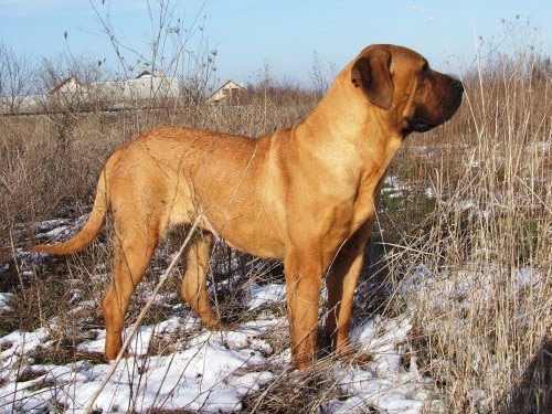 Tosa Inu dog pictures