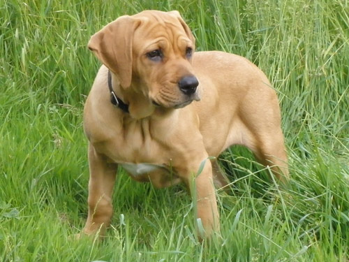 Tosa Inu dog pictures