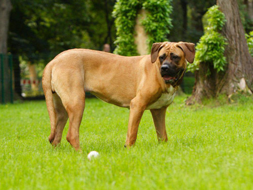 Tosa Inu dog pictures