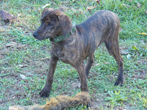 Treeing Tennessee Brindle dog
