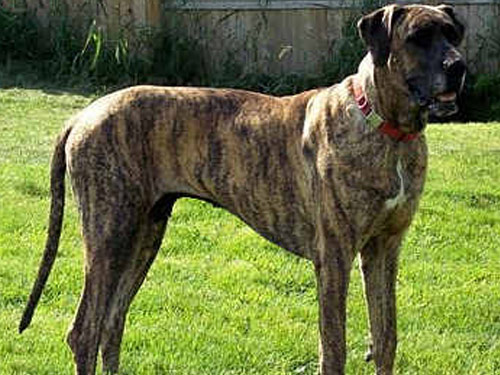 Treeing Tennessee Brindle dog