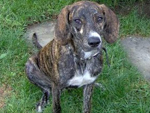 Treeing Tennessee Brindle dog