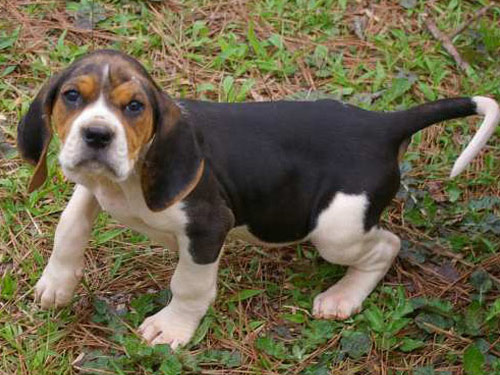 Treeing Walker Coonhound dog