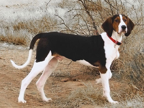 Treeing Walker Coonhound dog