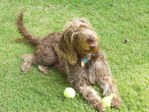 Weimardoodle dog