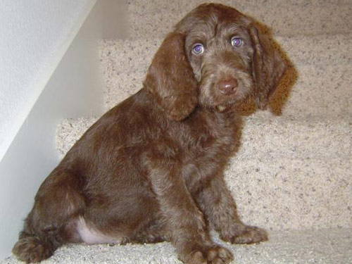 Weimardoodle dog