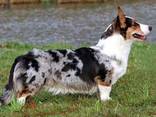 Welsh Corgi Cardigan dog pictures