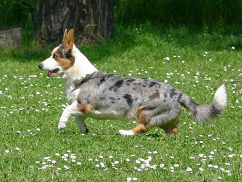 Welsh Corgi Cardigan dog pictures