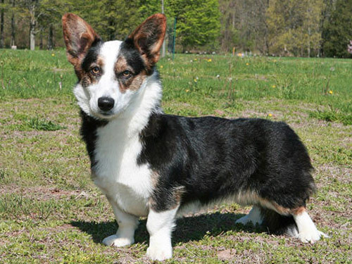 Welsh Corgi Cardigan dog pictures