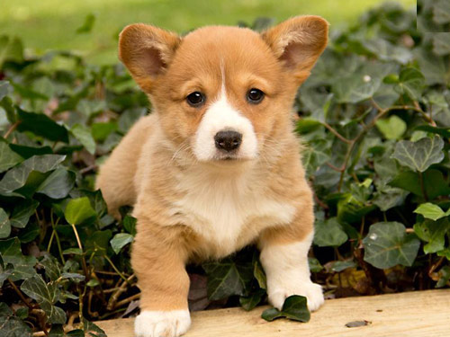 Welsh Corgi  Pembroke dog