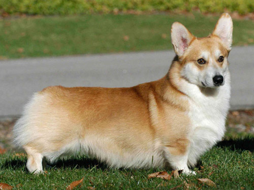 Welsh Corgi  Pembroke dog pictures
