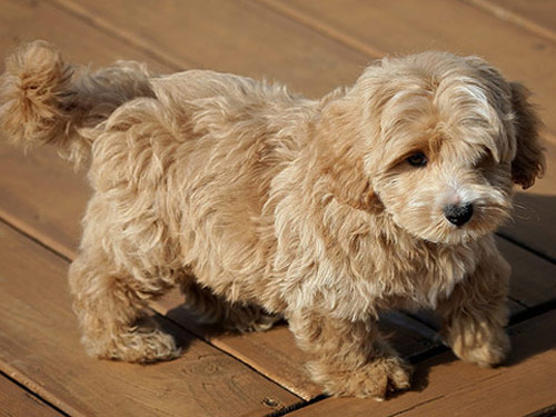 Westiepoo dog pictures
