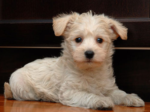 Westiepoo dog pictures