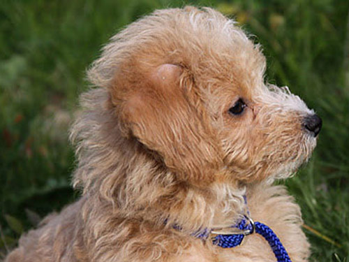 Westiepoo dog pictures