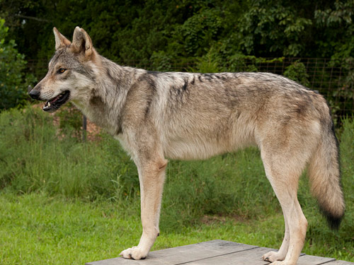 Wolf Hybrid dog