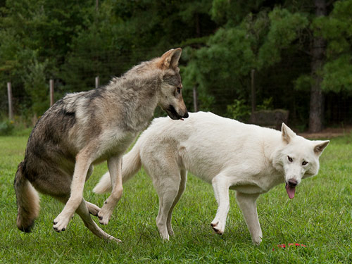 Wolf Hybrid dog pictures
