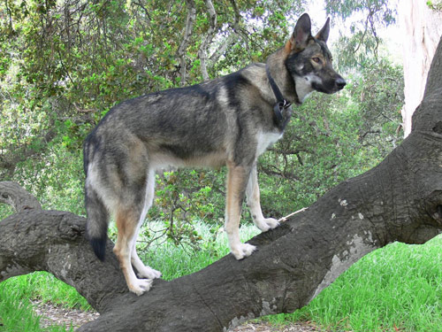 Wolf Hybrid dog pictures