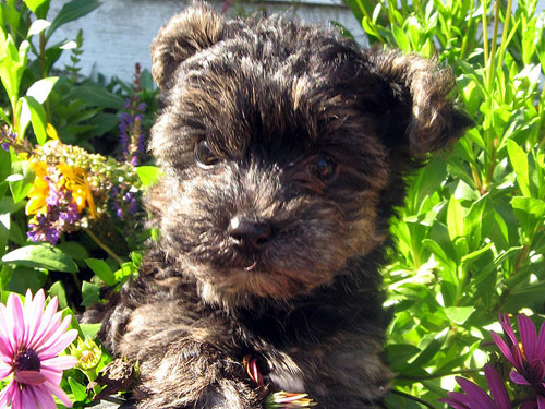 Yorkiepoo - Yorkie Poo dog