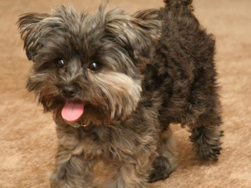 Yorkiepoo - Yorkie Poo dog