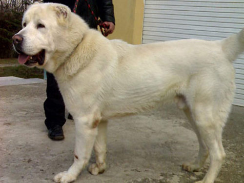 Georgian Mountain  dog