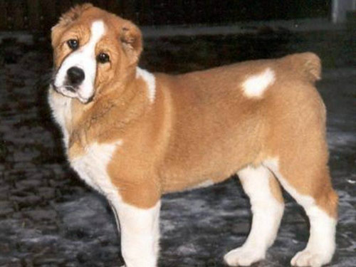 Georgian Mountain  dog