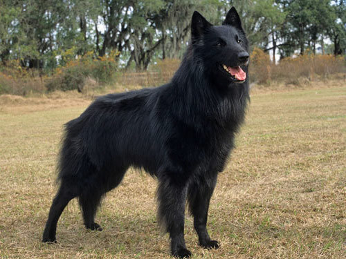 Belgian Sheepdog dog