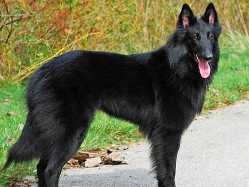 Belgian Sheepdog dog pictures