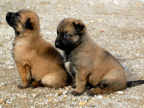 Belgian Sheepdog dog pictures