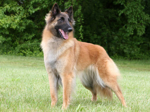 Belgian Tervuren dog pictures
