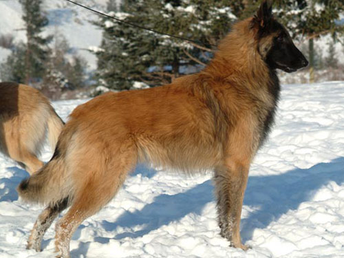 Belgian Tervuren dog pictures